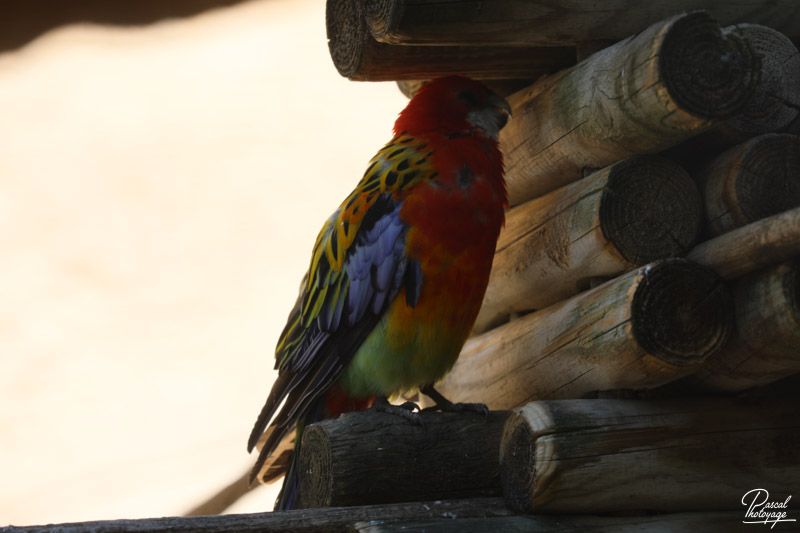 Zoo de La Palmyre