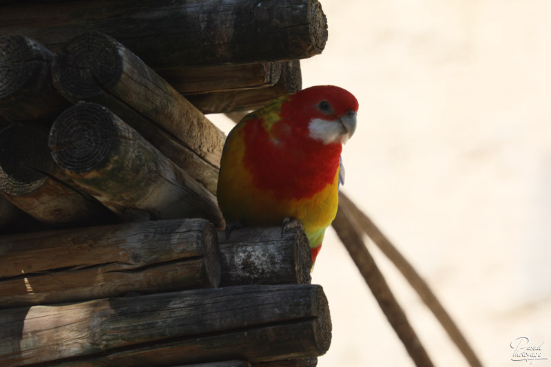 Zoo de La Palmyre