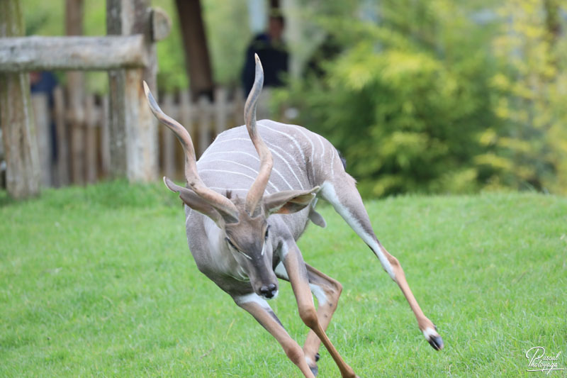 ZooParc de Beauval