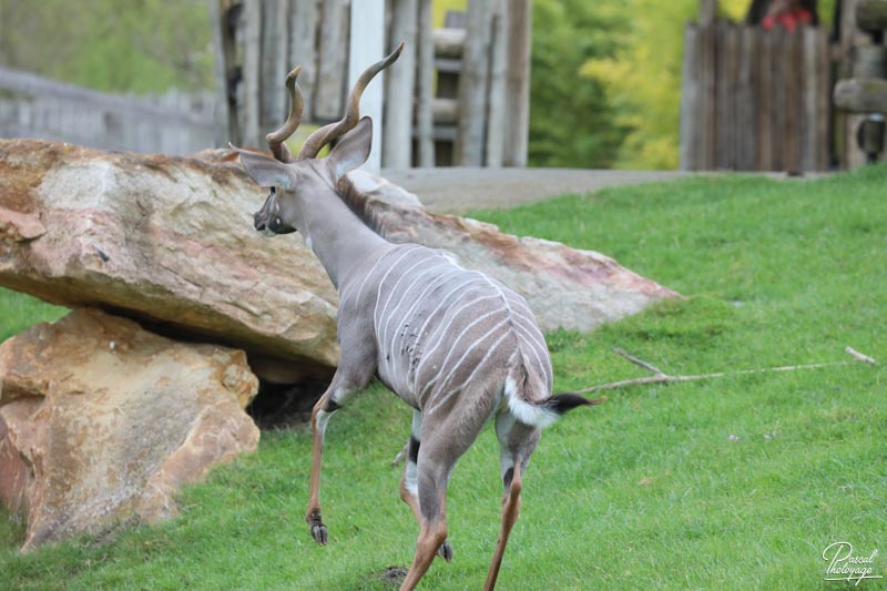 ZooParc de Beauval