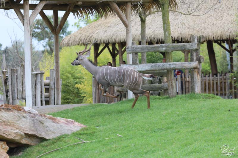 ZooParc de Beauval