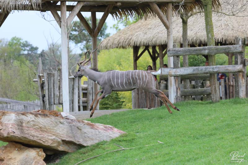 ZooParc de Beauval