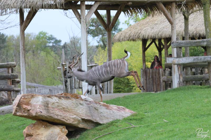 ZooParc de Beauval