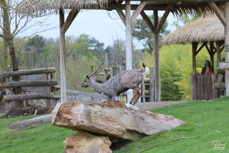 ZooParc de Beauval