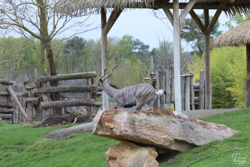 ZooParc de Beauval