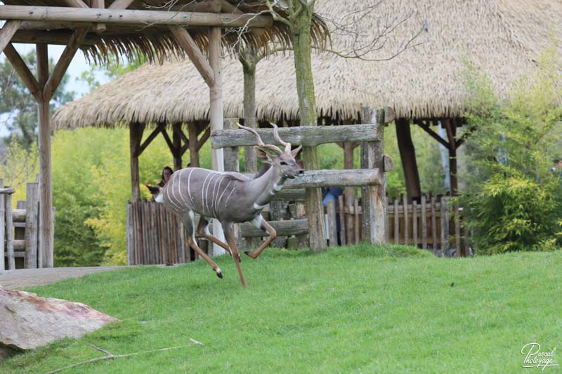 ZooParc de Beauval