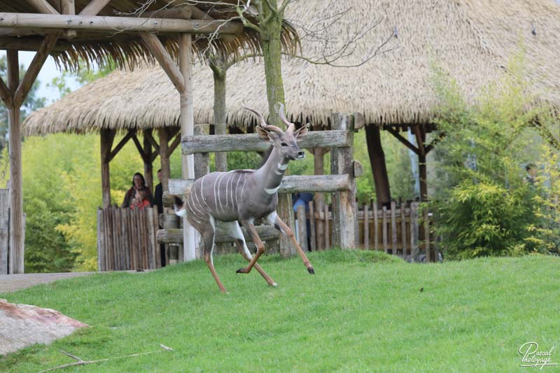 ZooParc de Beauval