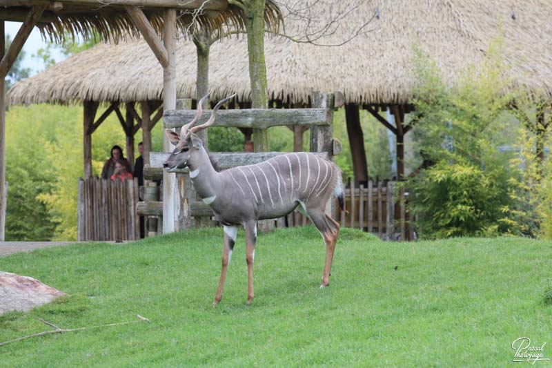 ZooParc de Beauval