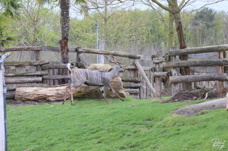 ZooParc de Beauval