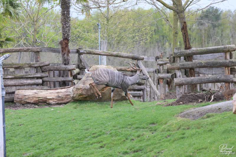 ZooParc de Beauval