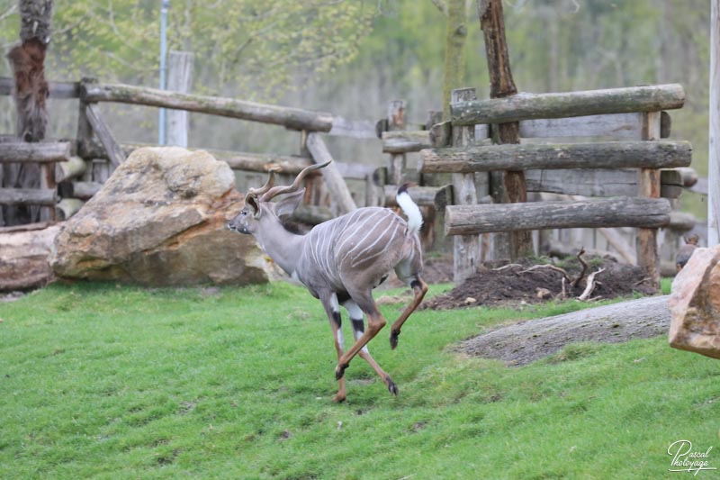 ZooParc de Beauval