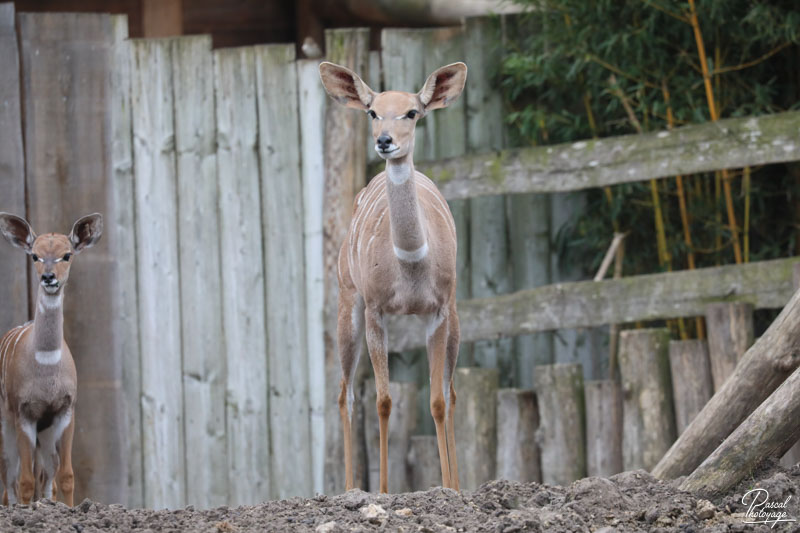 ZooParc de Beauval