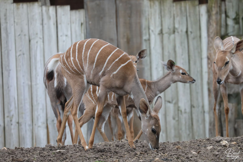 ZooParc de Beauval