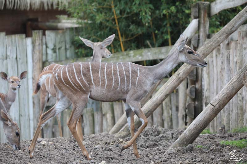 ZooParc de Beauval