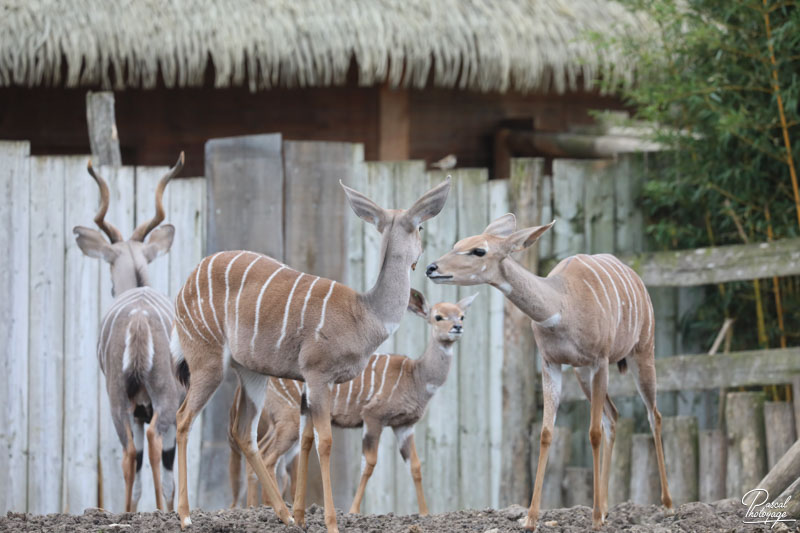 ZooParc de Beauval