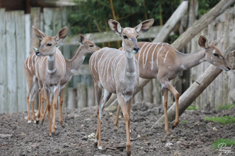 ZooParc de Beauval