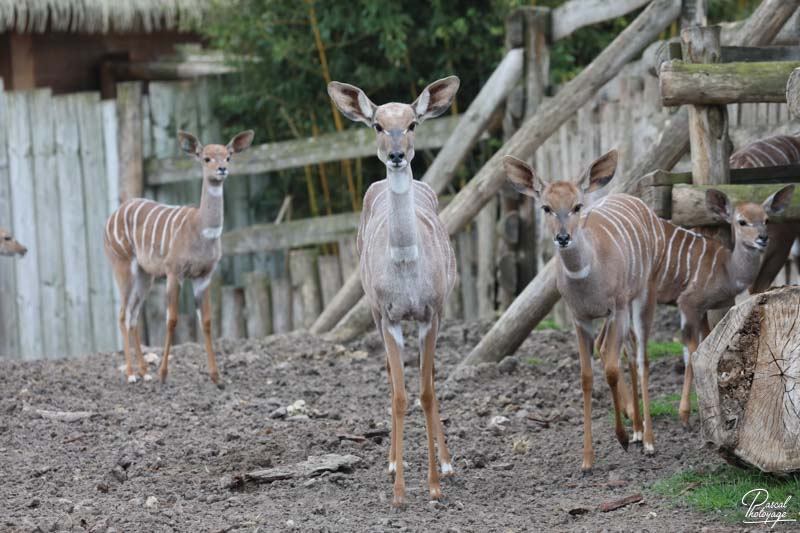 ZooParc de Beauval