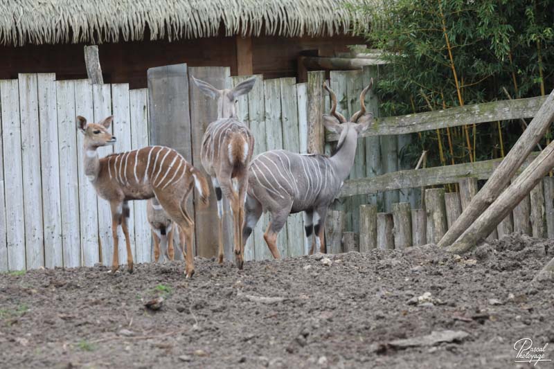 ZooParc de Beauval