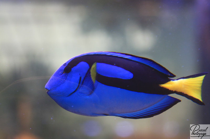 Chirurgien bleu