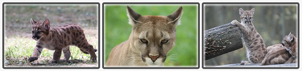 puma_accueil_fiche_animale_03_970x230px.jpg