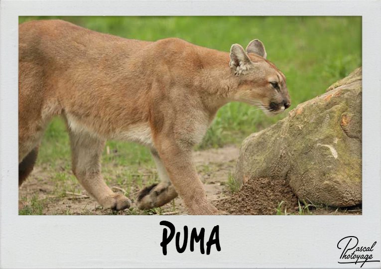 puma_polaroid_765x540px.jpg