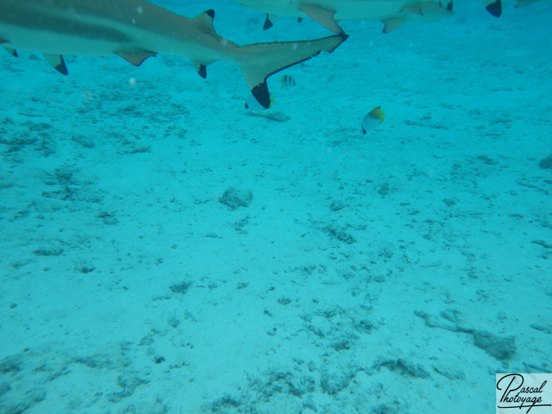 Lagonarium de Bora Bora