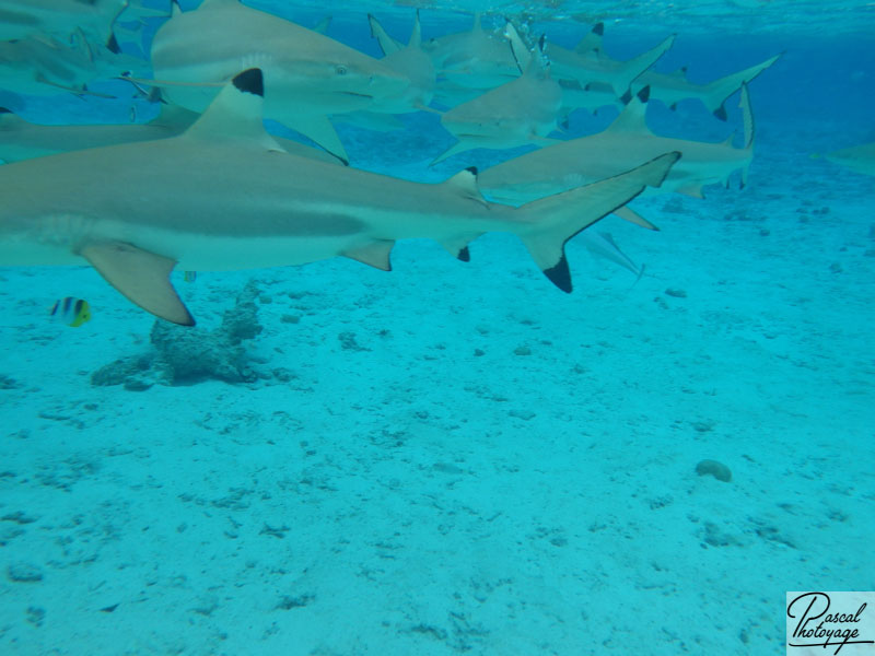 Lagonarium de Bora Bora