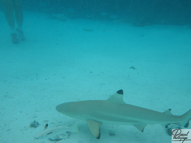 Lagonarium de Bora Bora