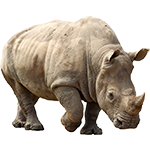 Rhinocéros