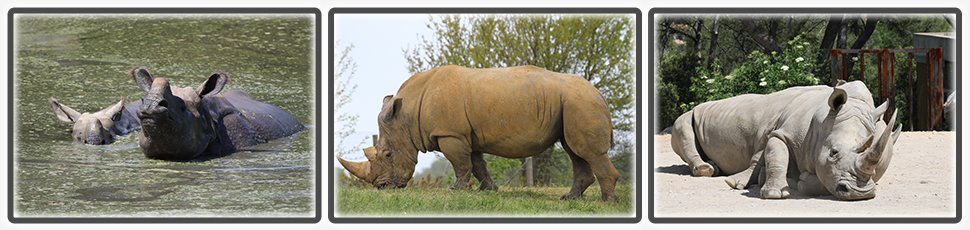 Le rhinocéros blanc