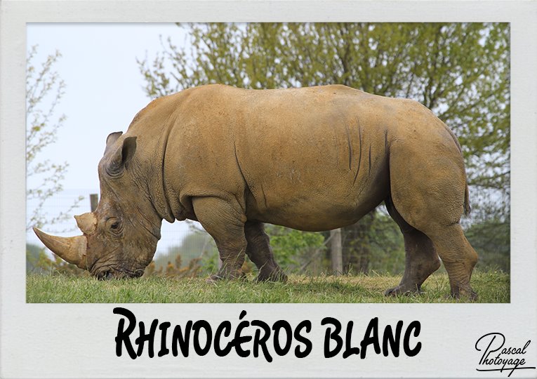 rhinoceros_blanc_polaroid_765x540px.jpg