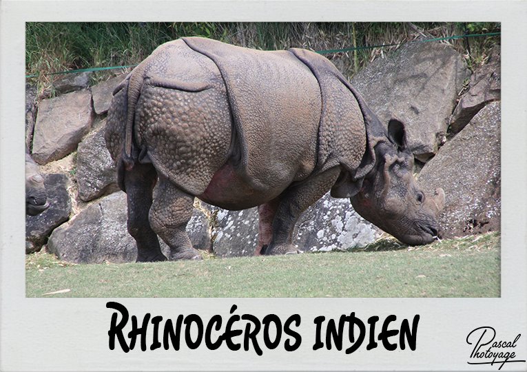 rhinoceros_indien_polaroid_765x540px.jpg