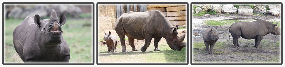 Le rhinocéros noir