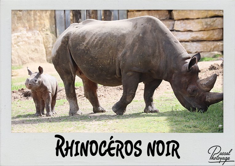 rhinoceros_noir_polaroid_765x540px.jpg