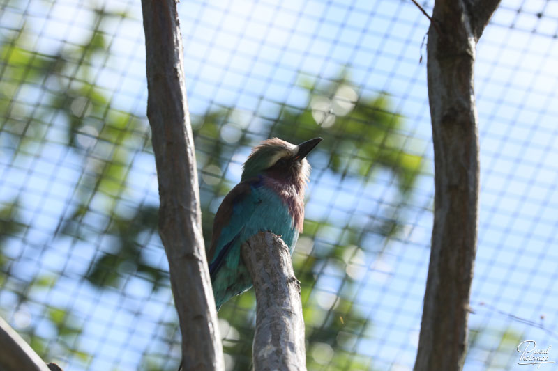 Zoo du bois d'Attilly