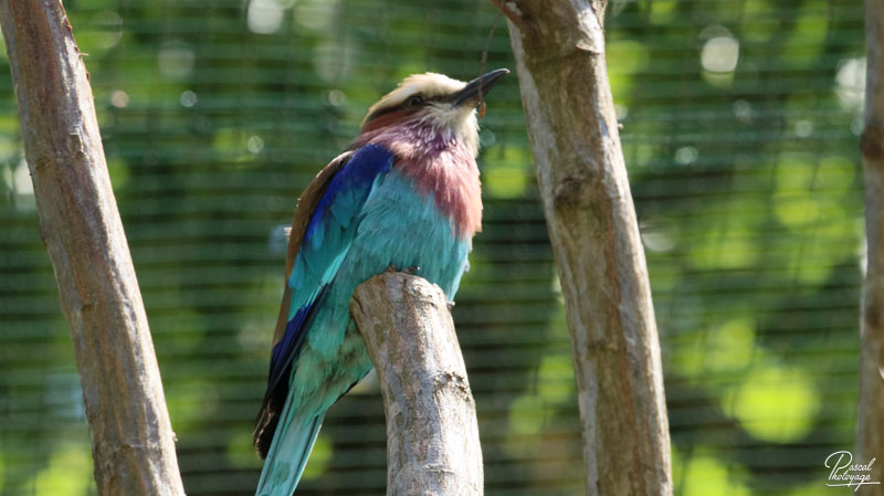 Zoo du bois d'Attilly