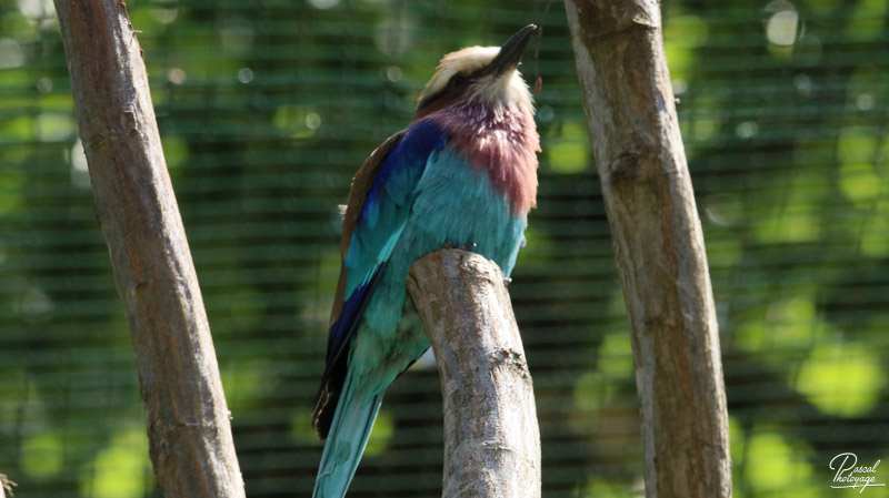 Zoo du bois d'Attilly