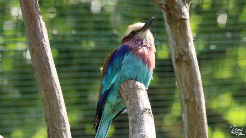 Zoo du bois d'Attilly