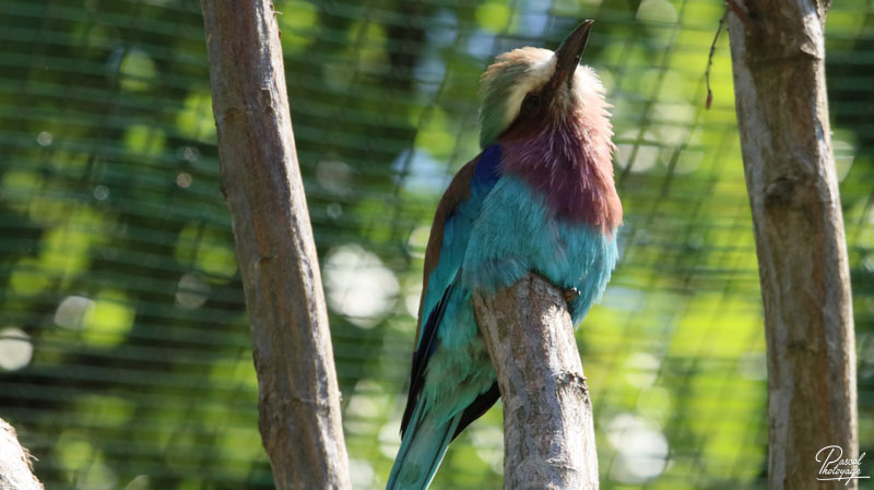 Zoo du bois d'Attilly