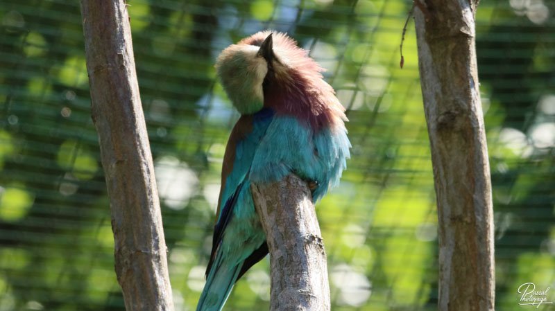 Zoo du bois d'Attilly