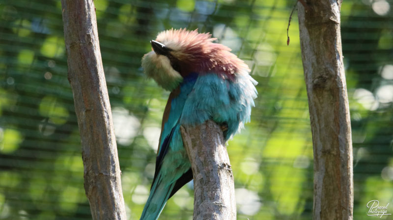 Zoo du bois d'Attilly