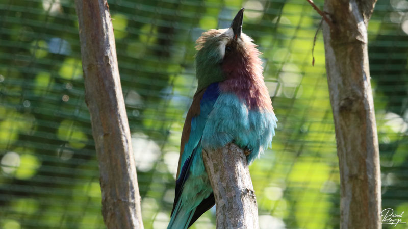 Zoo du bois d'Attilly