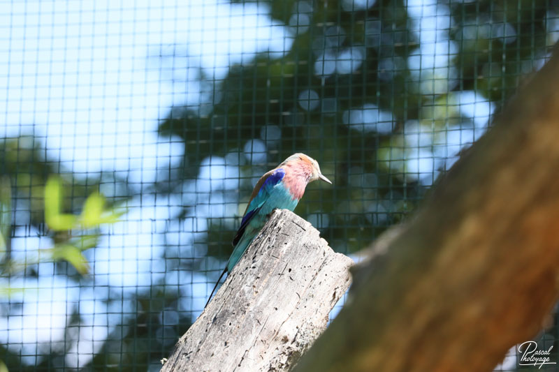 Zoo du bois d'Attilly