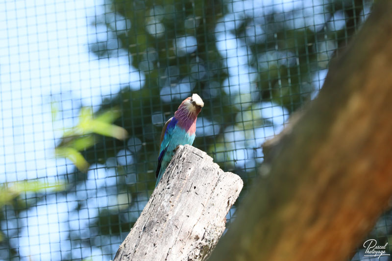 Zoo du bois d'Attilly