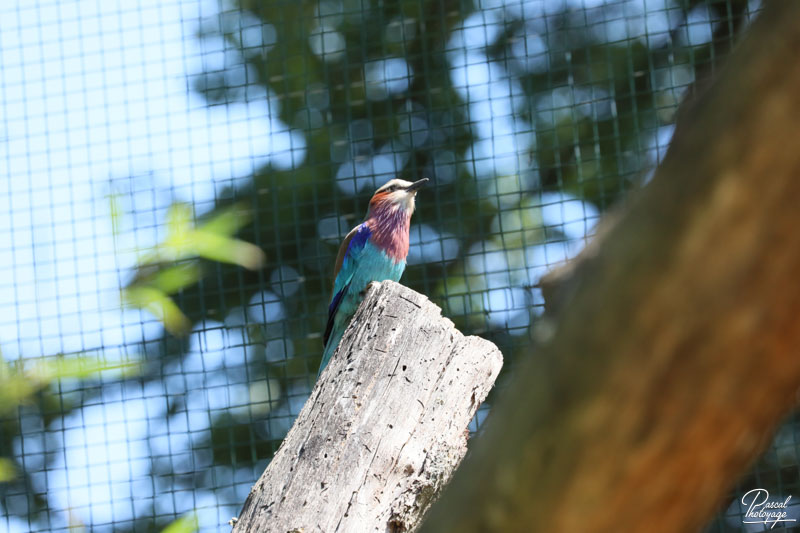 Zoo du bois d'Attilly