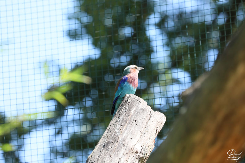 Zoo du bois d'Attilly