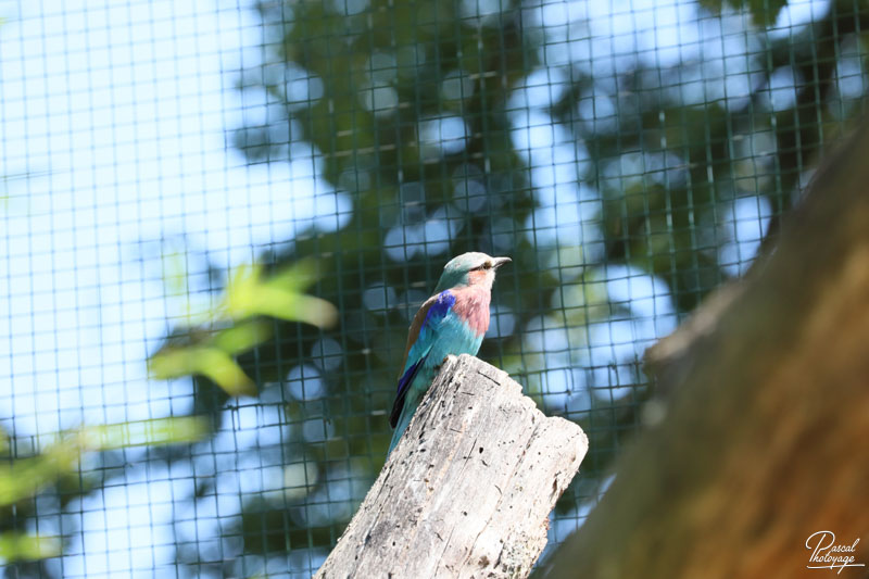 Zoo du bois d'Attilly