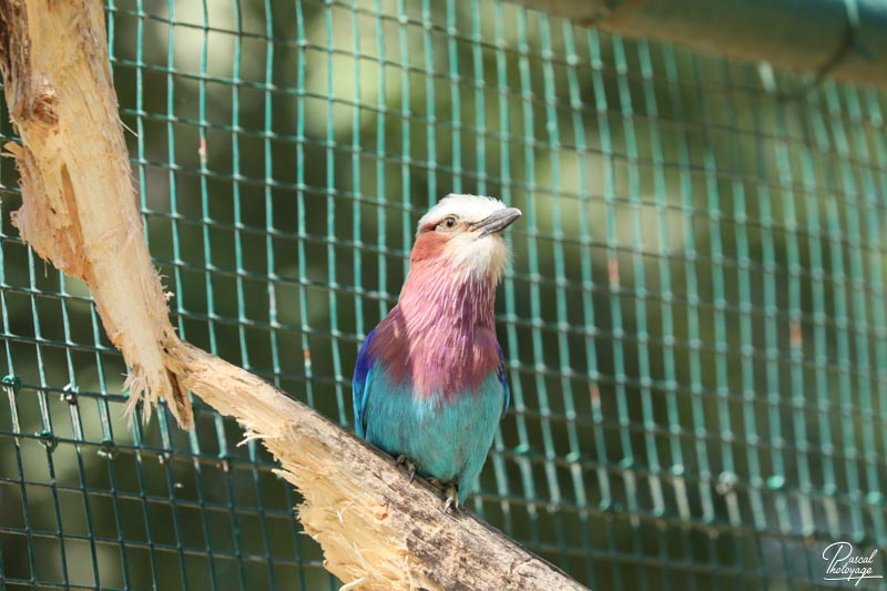 Zoo du bois d'Attilly