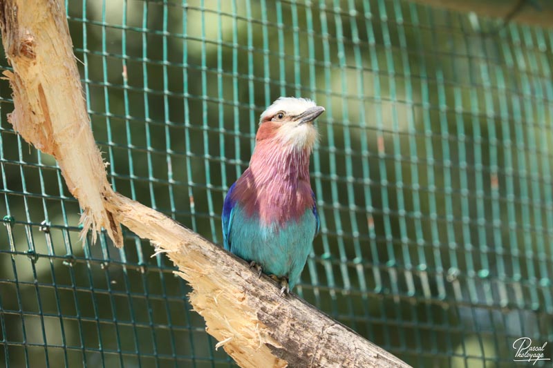 Zoo du bois d'Attilly