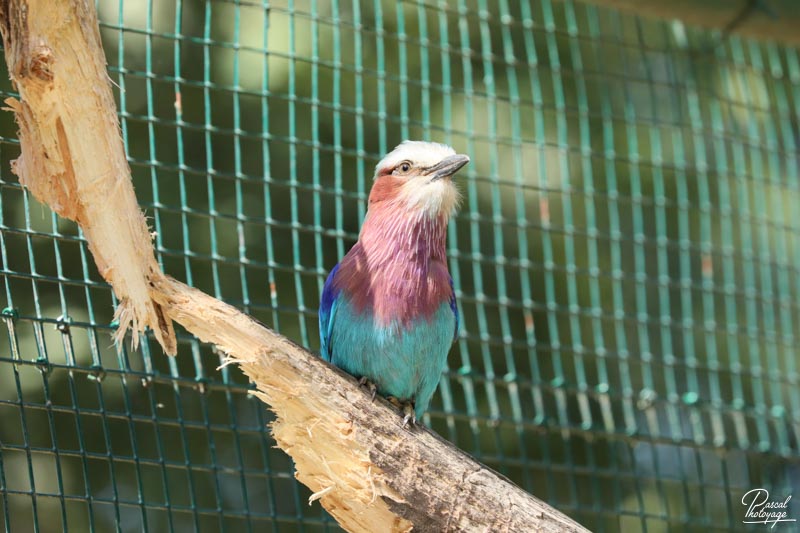 Zoo du bois d'Attilly